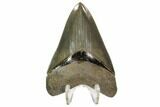 Serrated, Fossil Megalodon Tooth - Beautiful Tooth #107267-2